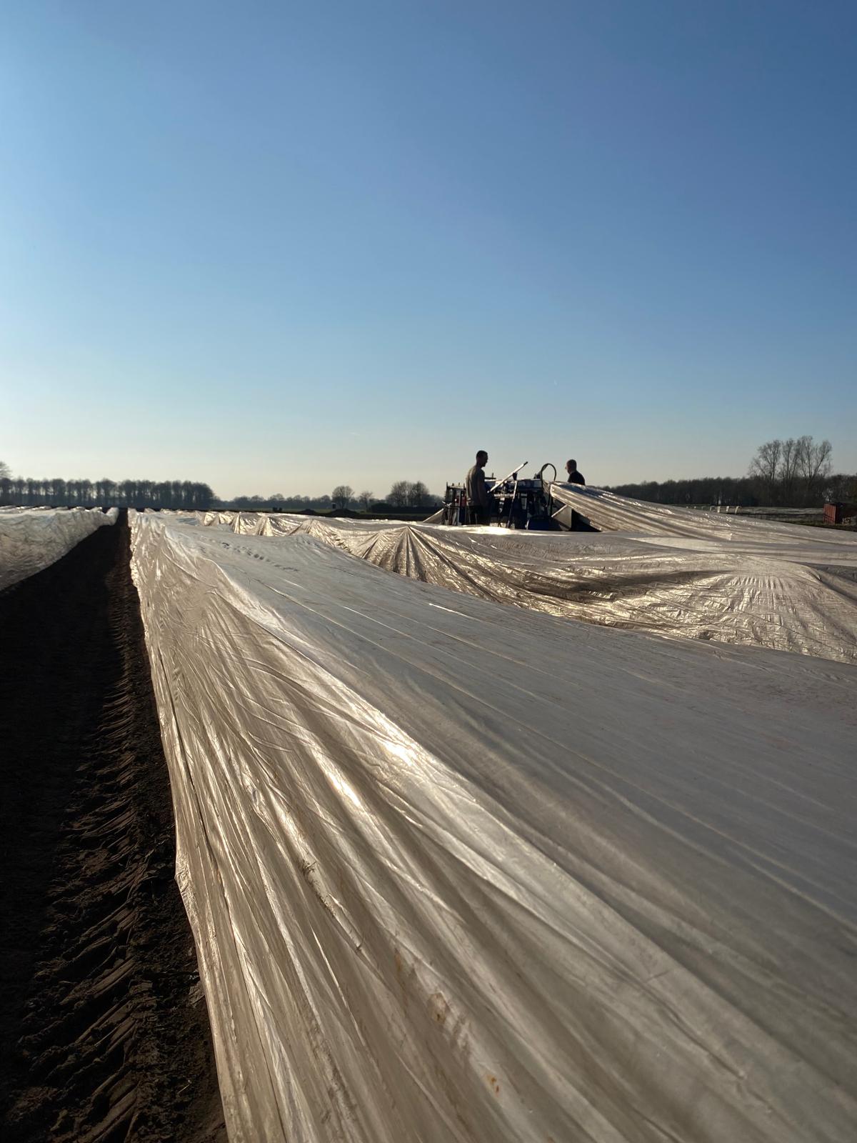 Lentekriebels in de groentekwekerij